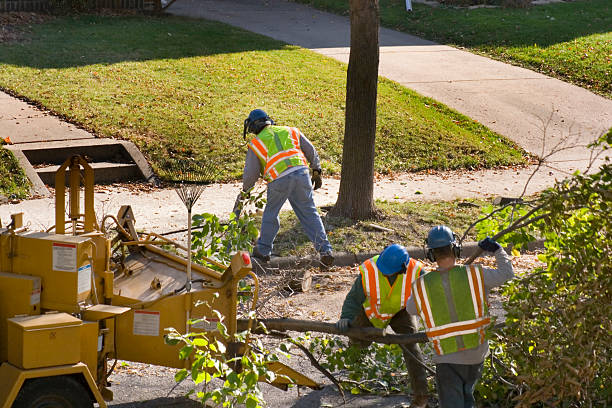 Tree Service